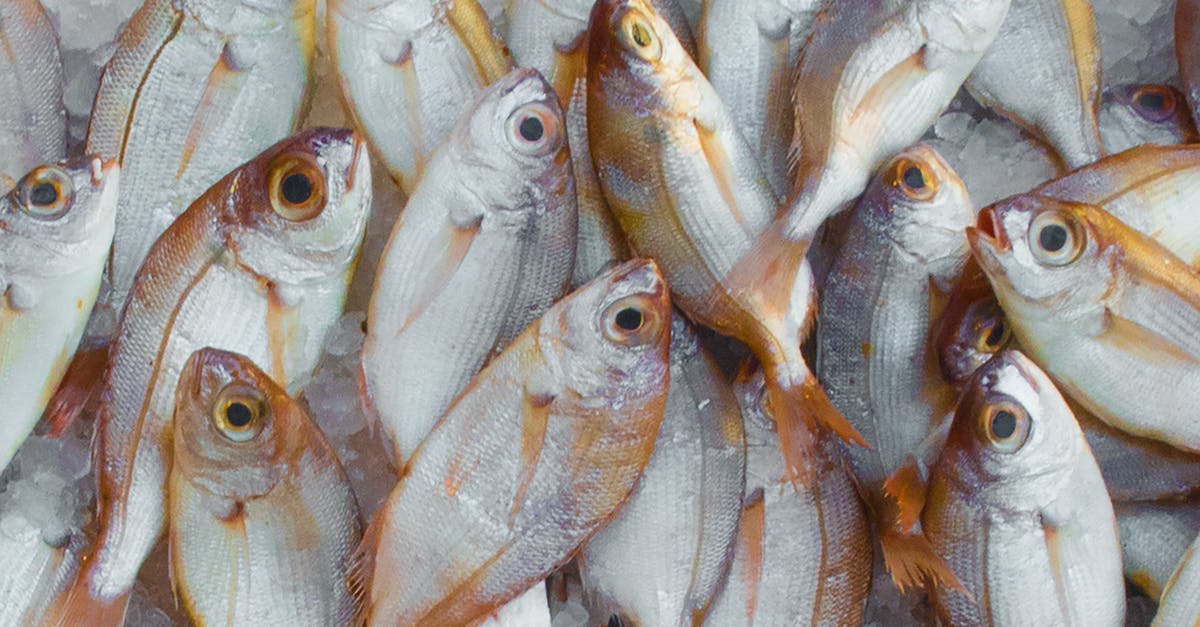 How are fresh fish shipped across continents? - Pile of Fish