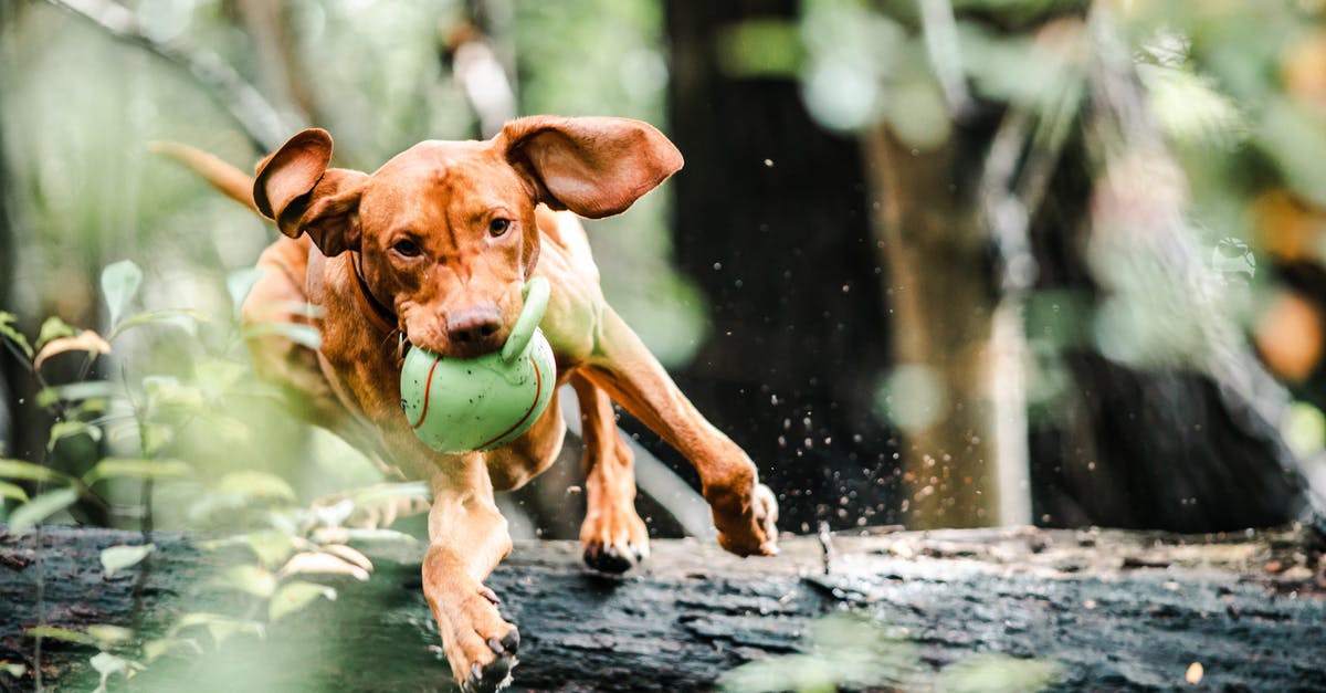 How best to toast/brown marzipan? - Dog with Ball in Mouth Jumping Over a Fallen Tree Trunk