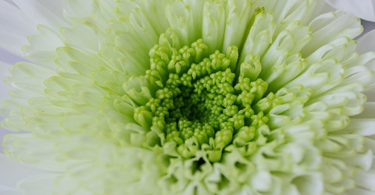 How can I cultivate and store yeast? - From above macro of white green flower placed in simple atmosphere