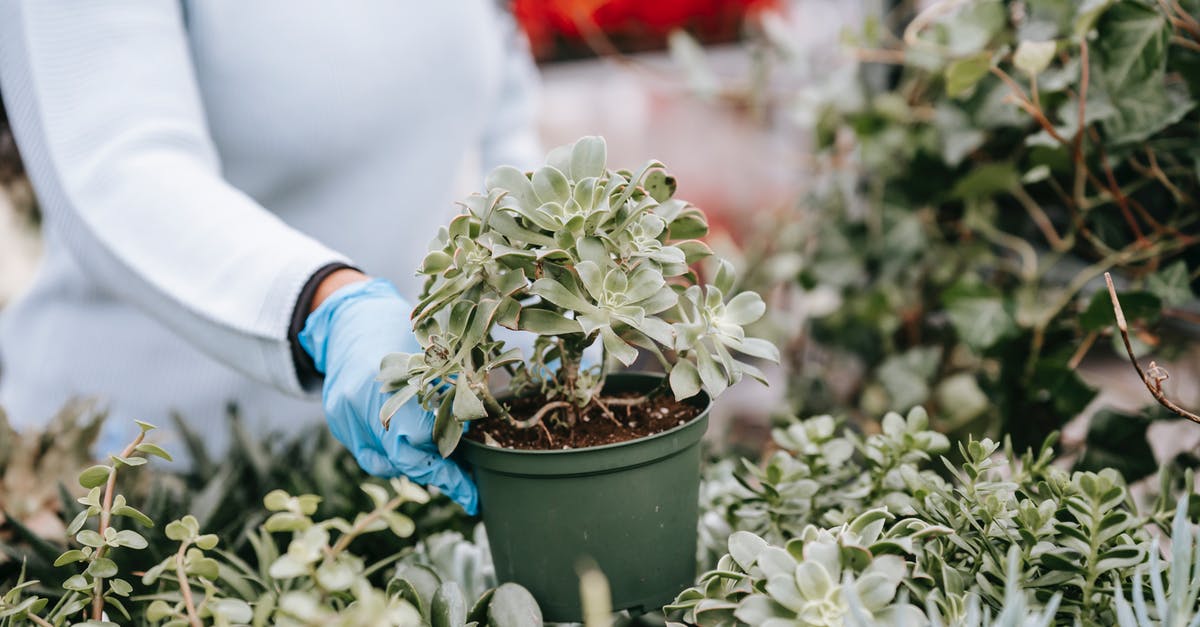 How can I cultivate and store yeast? - Crop unrecognizable woman showing potted abundant succulent in florist shop