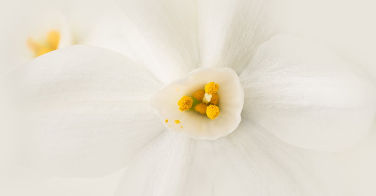 How can I get a very thick or viscous paste (e.g. caramel, ganache, thick mayonnaise) into small-necked squeeze bottles without heating it up? - Top view closeup of daffodil flower with white gentle petals and yellow stamens placed on blurred background during blooming season