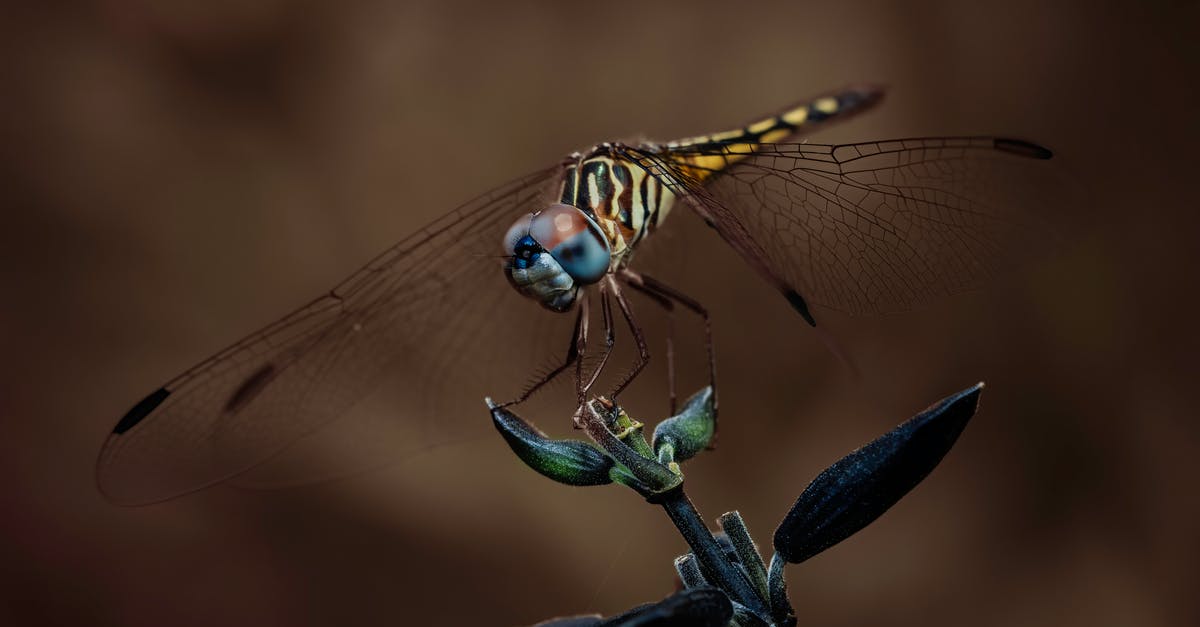 How can I get a very thick or viscous paste (e.g. caramel, ganache, thick mayonnaise) into small-necked squeeze bottles without heating it up? - Dragonfly with yellow and black stripes spreading wings while sitting on thin stem of green plant in daylight in nature