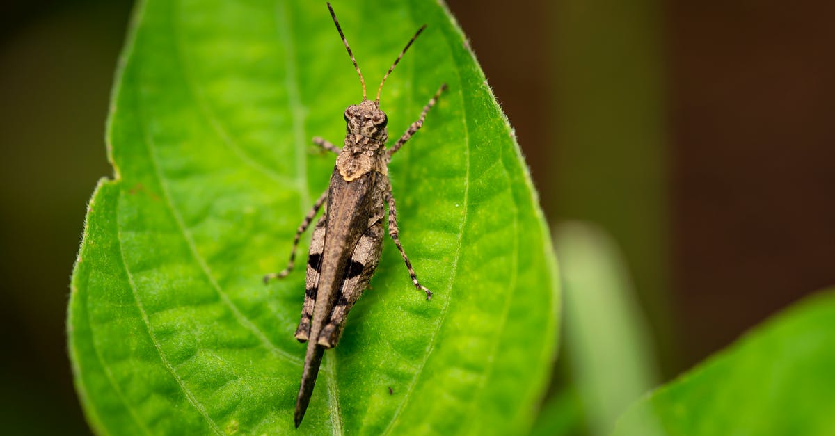 How can I get a very thick or viscous paste (e.g. caramel, ganache, thick mayonnaise) into small-necked squeeze bottles without heating it up? - Small grasshopper sitting on green leaf in nature