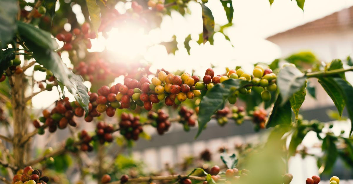 How can I let fruit ripen faster? - Red and Yellow Coffee Berries on Branch