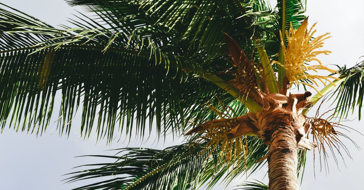 How can I make dry coconut from fresh coconut meat? - Exotic palm tree in summer day