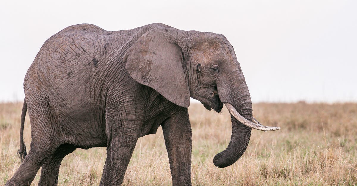 How can I preserve large quantities of garlic? - Big wild elephant with tusks walking on grassy ground in zoological park in nature against cloudless sky on blurred background