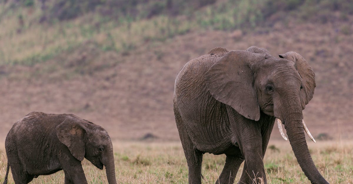 How can I preserve large quantities of garlic? - Side view of female elephant with baby elephant looking for food in savanna