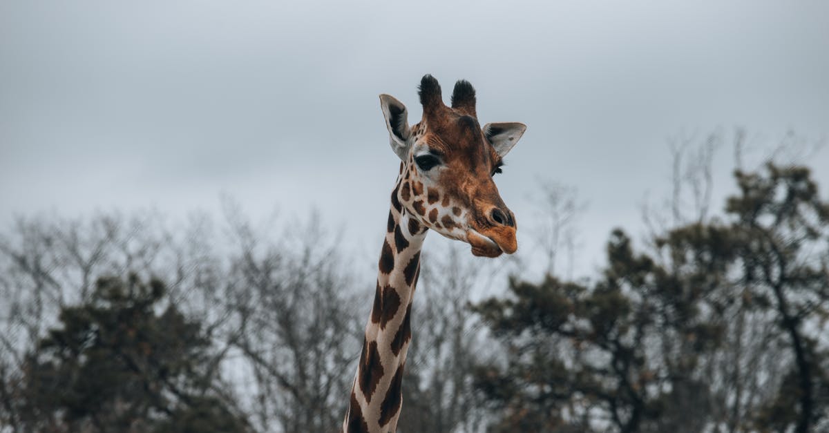 How can I preserve mushrooms for a long time? - Spotted orange giraffe with long neck standing against tall green trees and cloudless sky in zoological park in nature on blurred background