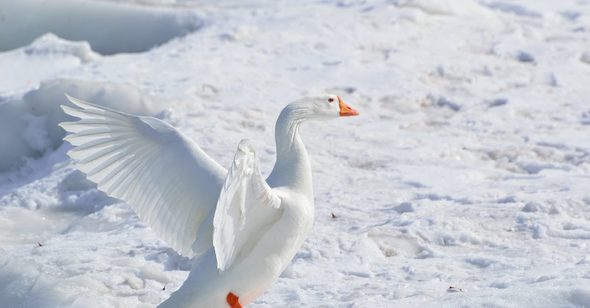 How can I remove blood from snow goose breasts within a few hours? - White Goose on Snow Covered Ground at Daytime