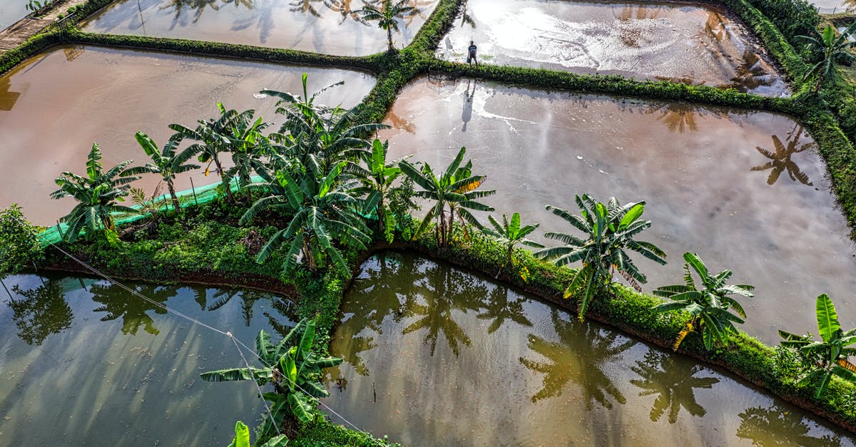 How can I separate fresh rice noodles that are stuck together? - Rice plantation with green vegetation