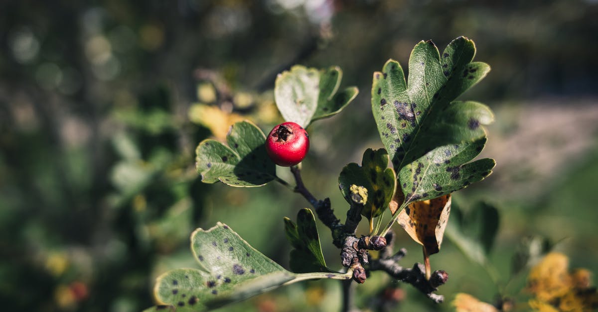 How can I stabilize a berry coulis? - Red Fruit and Green Leaves 