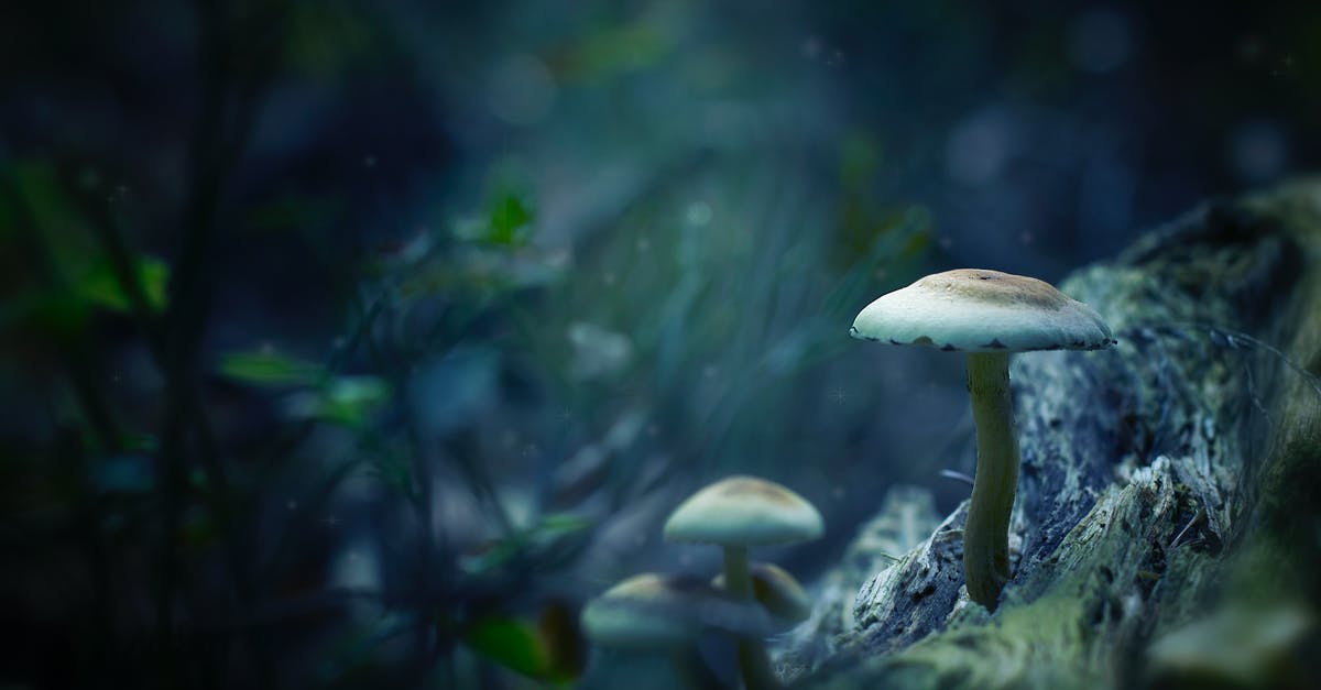 How can I tell if a mushroom is poisonous? - White Mushrooms Digital Wallpaper