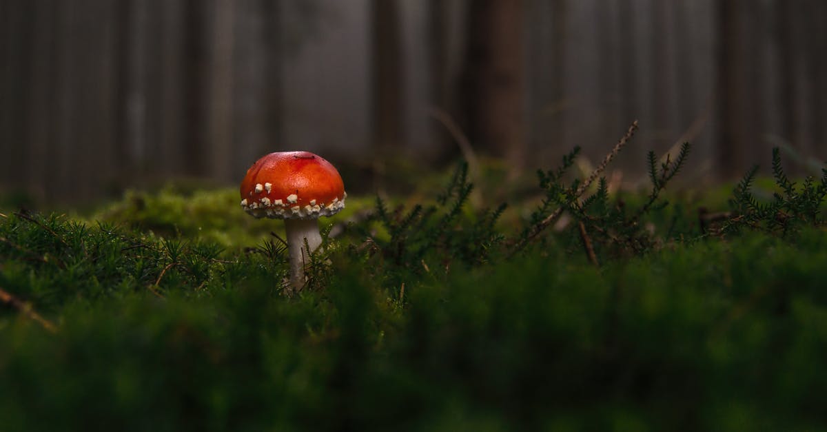 How can I tell if a mushroom is poisonous? - Red and White Mushroom