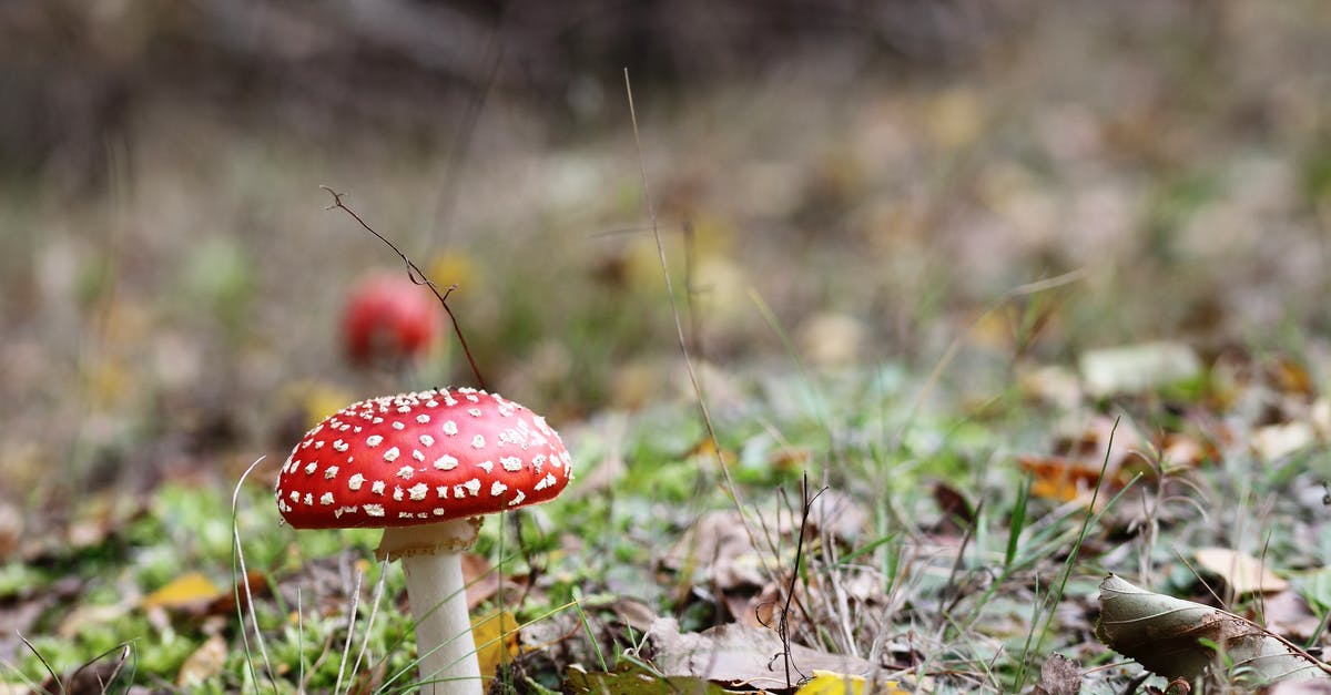 How can I tell if a mushroom is poisonous? - Close-Up Photography of Mshroom