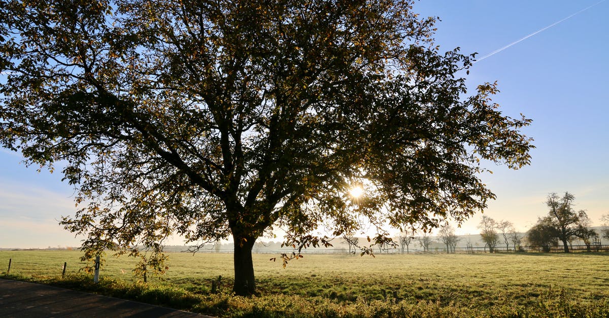 How can oak leaves be made edible? - Green-leafed Tree