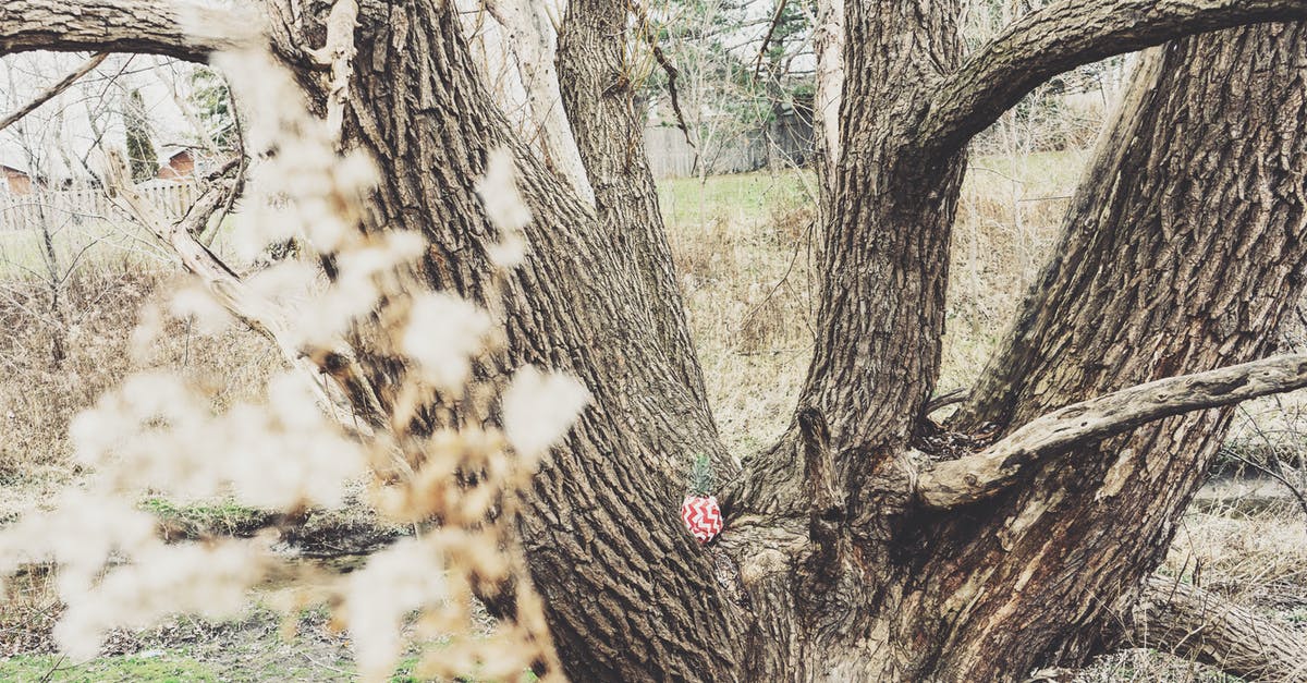 How can oak leaves be made edible? - Brown Tree