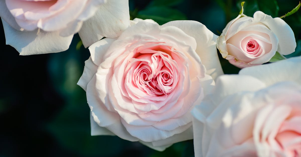 How can you tell if a freezer rose above freezing? - Selective Focus Photography of Pink Rose Flowers