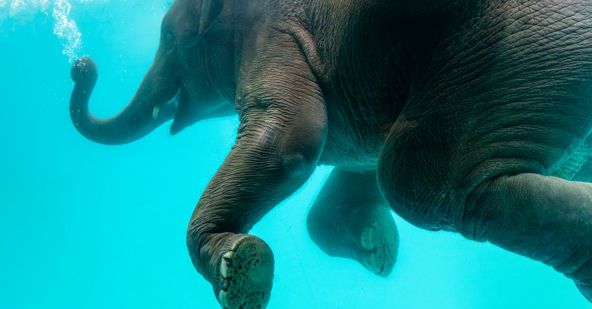 How clean should the outside of pots and pans be scrubbed? - Elephant swimming in blue water