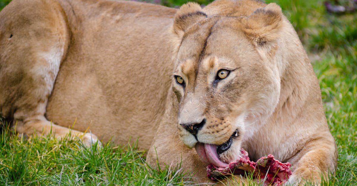 How dangerous is it to refreeze meat that has been thawed? - Lioness on Grass Eating