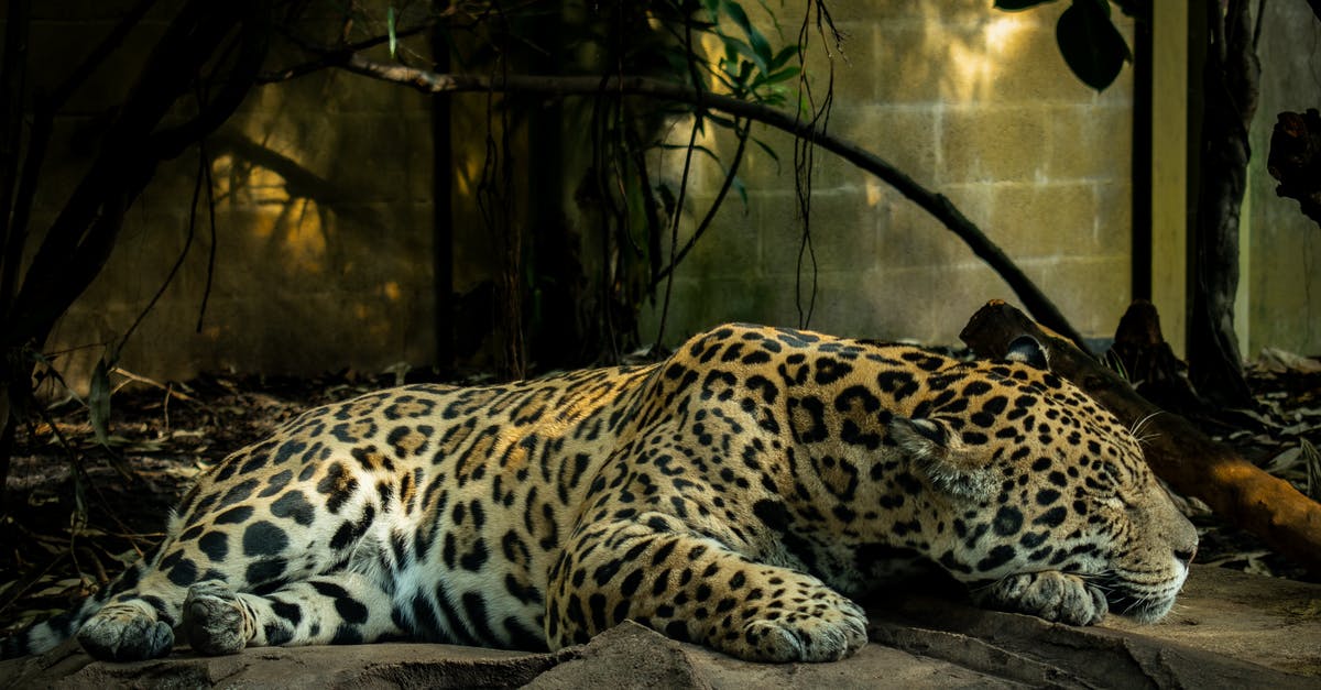 How dangerous is rye? - Leopard Lying on Brown Rock