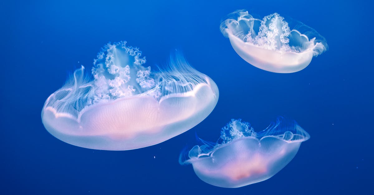 How deep is a deep pie dish, traditionally? - Three Jellyfishes