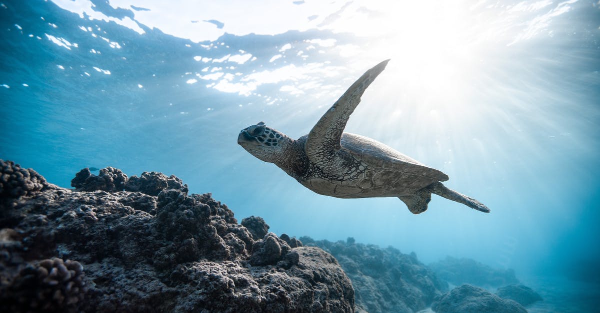 How deep is a deep pie dish, traditionally? - Photo of Sea Turtle