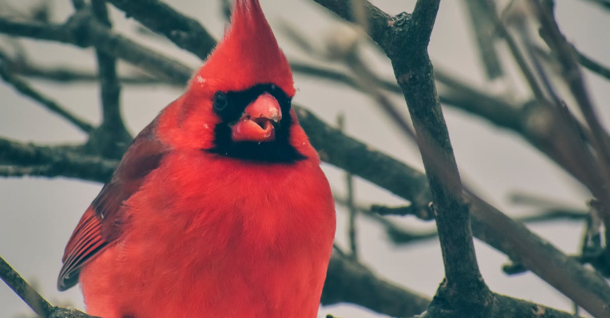 How did Cardinal Mazarin give name to a Swedish cake? - Red Bird on Brown Tree Branch