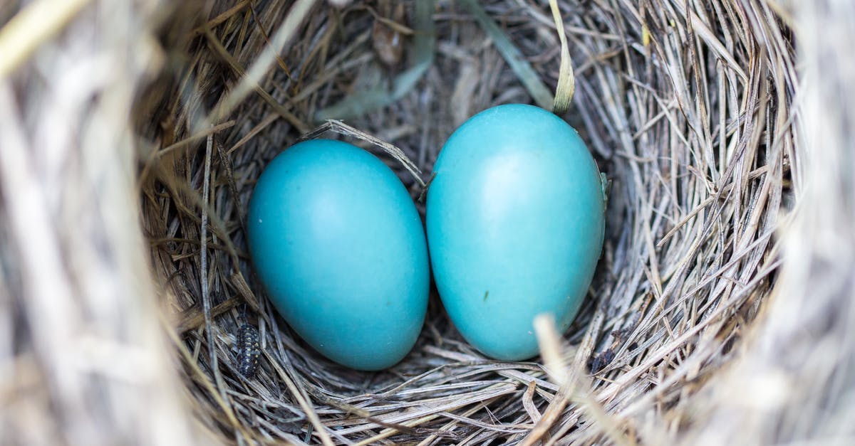 How do eggs relate to the texture of the cake? - Selective Focus Photography2 Blue Egg on Nest