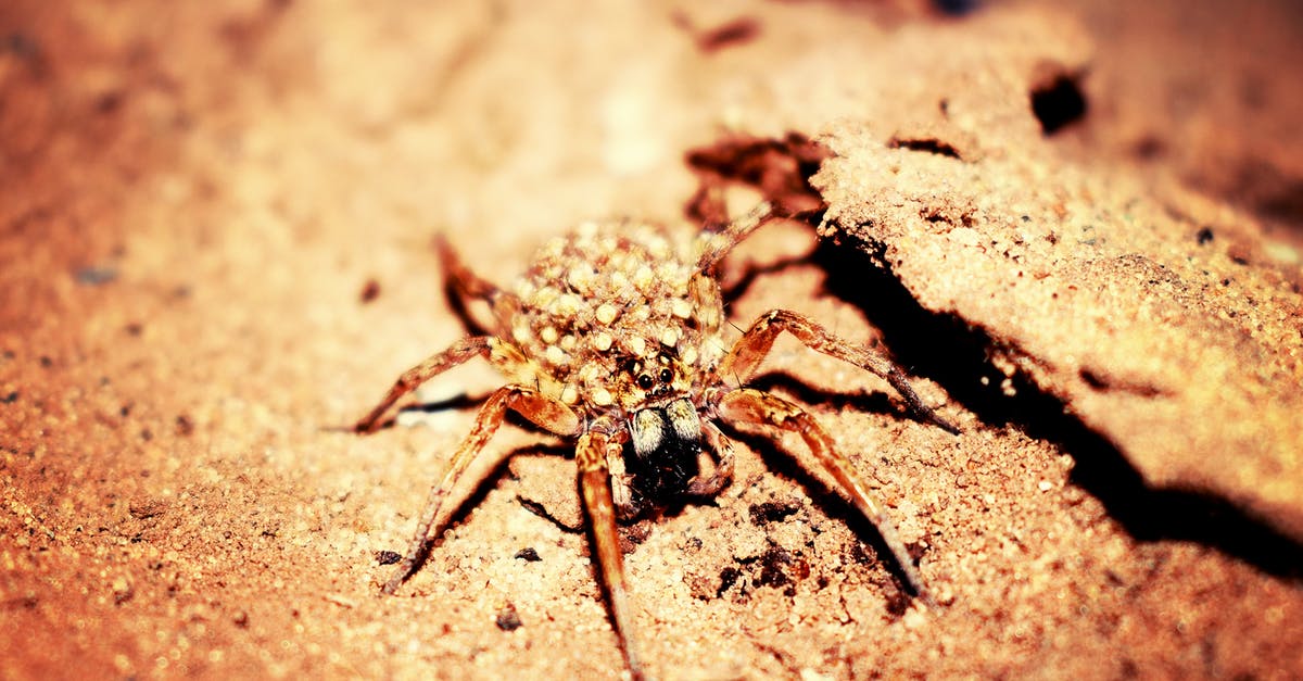 How do eggs relate to the texture of the cake? - Female Wolf Spider in Closeup Photography