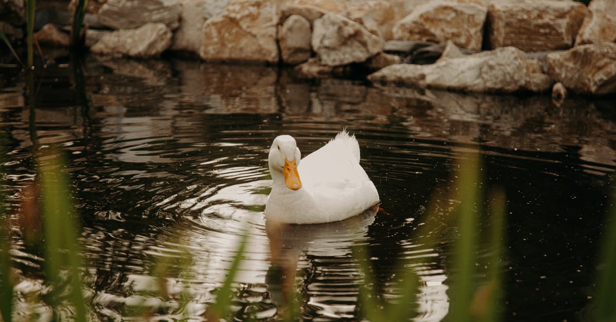 How do I avoid duck ending up tough? - White Duck on Water