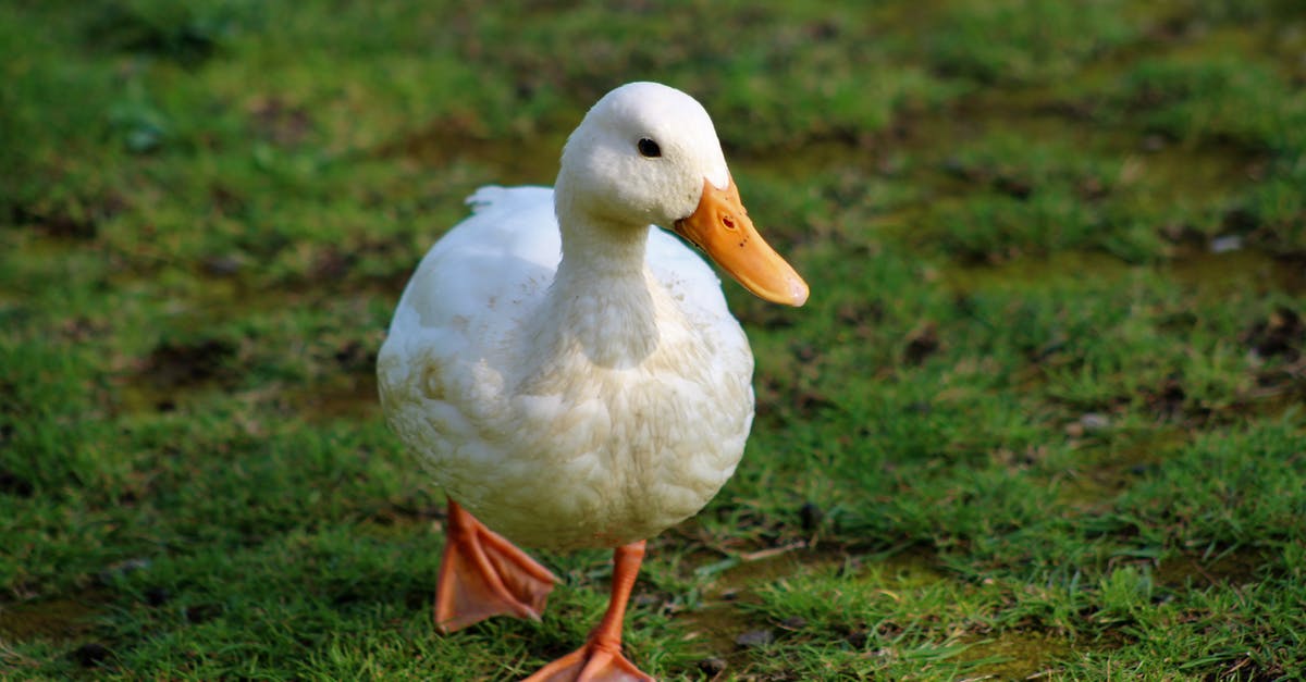 How do I avoid duck ending up tough? - Close-Up Shot of a Duck