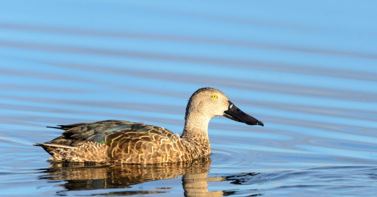 How do I avoid duck ending up tough? - Brown Duck on Water