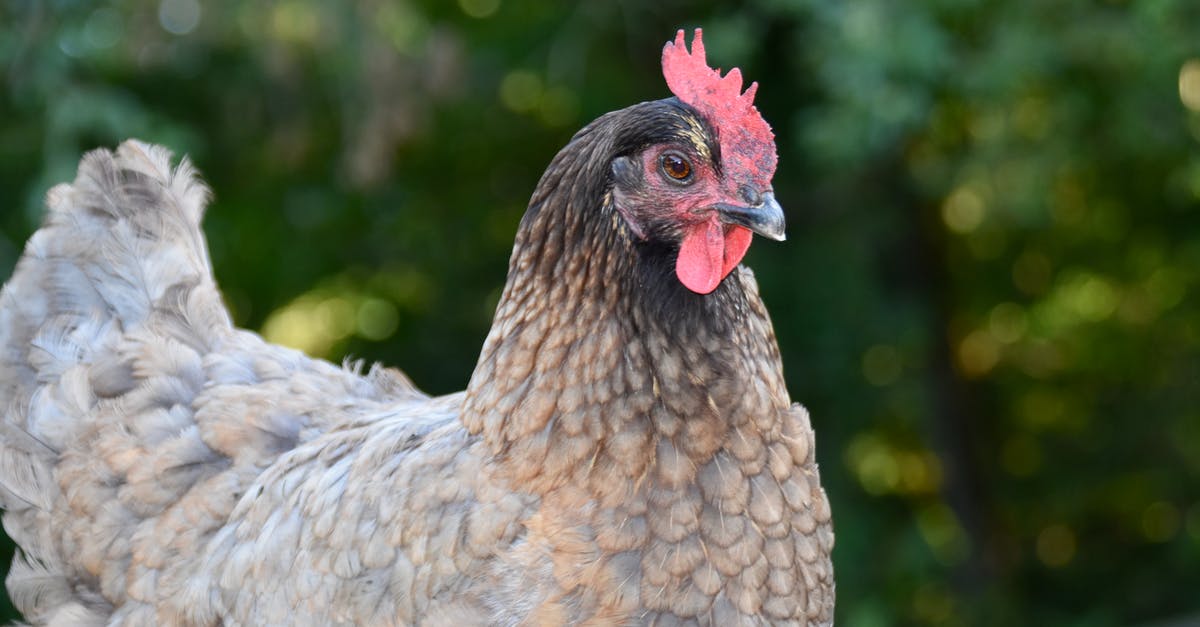 How do I choose to avoid brown stringy fibres in avocado? - White and Brown Hen in Tilt Shift Lens