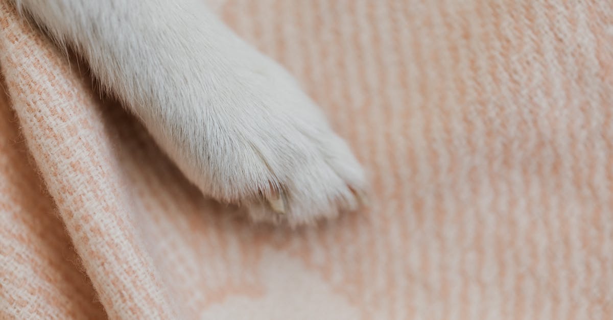 How do I clean a George Foreman grill? - White Short Coated Dog Paw on Brown Textile