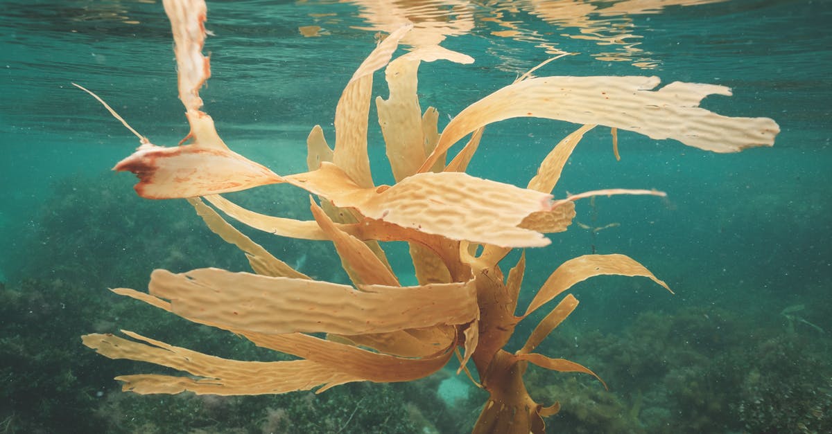 How do I clean the bottom of a porcelain pan? - Seaweeds growing on bottom in clean water of sea in tropical exotic country