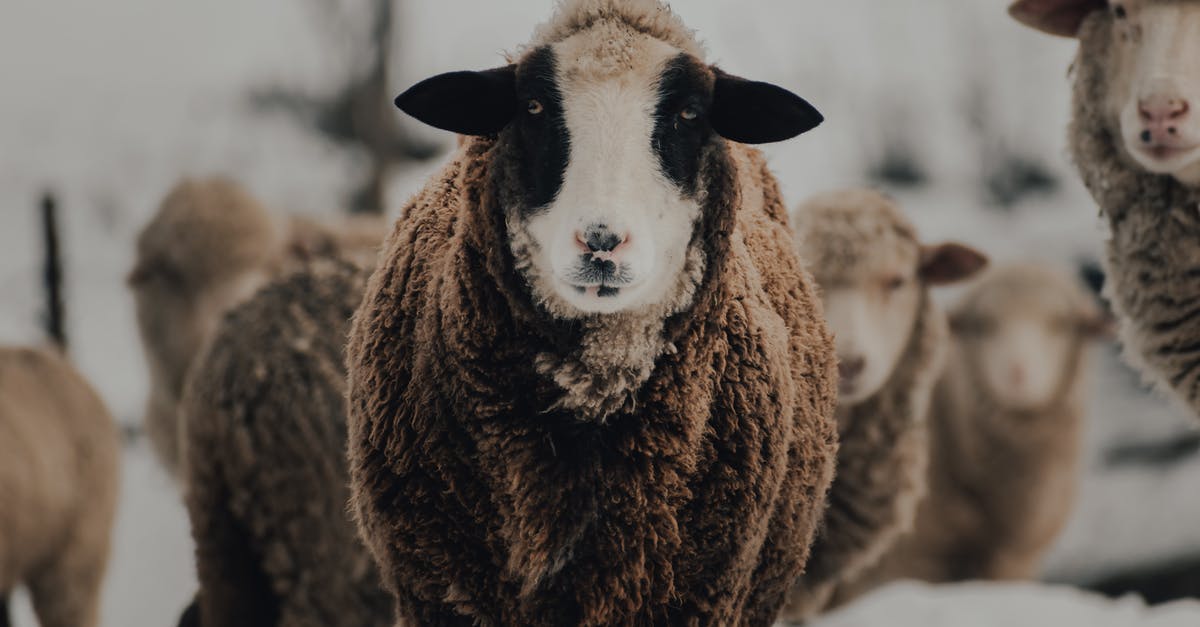 How do I cook lamb tongues? - Brown and White Sheep on Snow Covered Ground