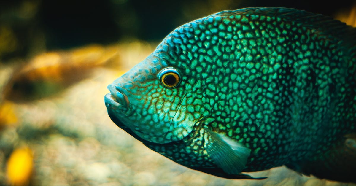 How do I debone fish quickly? - Blue and Green Fish in Close Up Photography