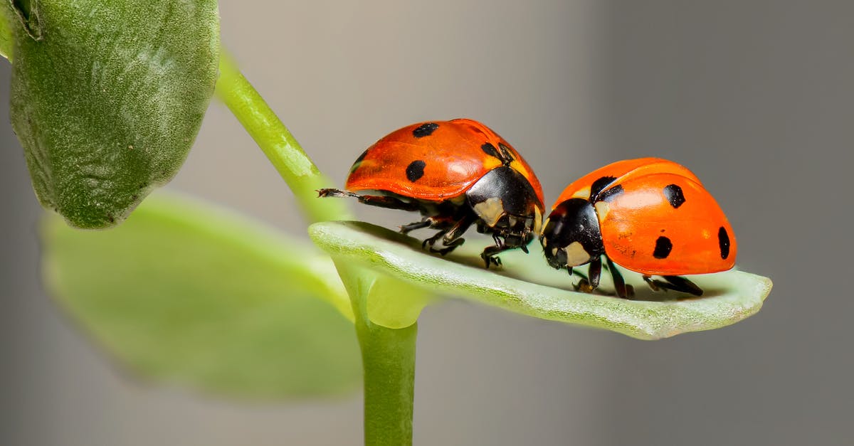 How do I get rid of bugs in rice? - 2 Lady Bug on Green Leaf