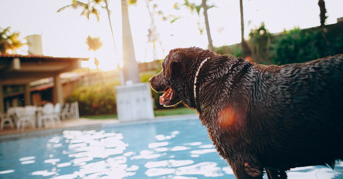How do I get the butter out of my chocolate fondue? - Sid view of wet chocolate Labrador Retriever standing at poolside with tongue out on sunny day in tropical resort