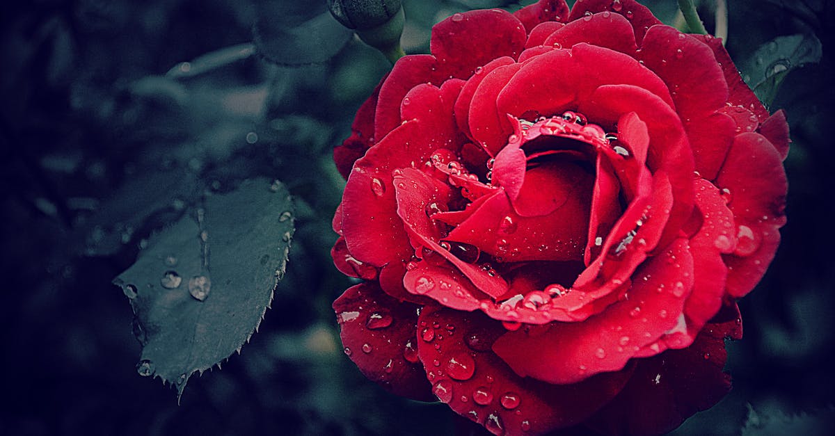 How do I keep brisket moist overnight? - Selective Focus Photography of a Red Rose