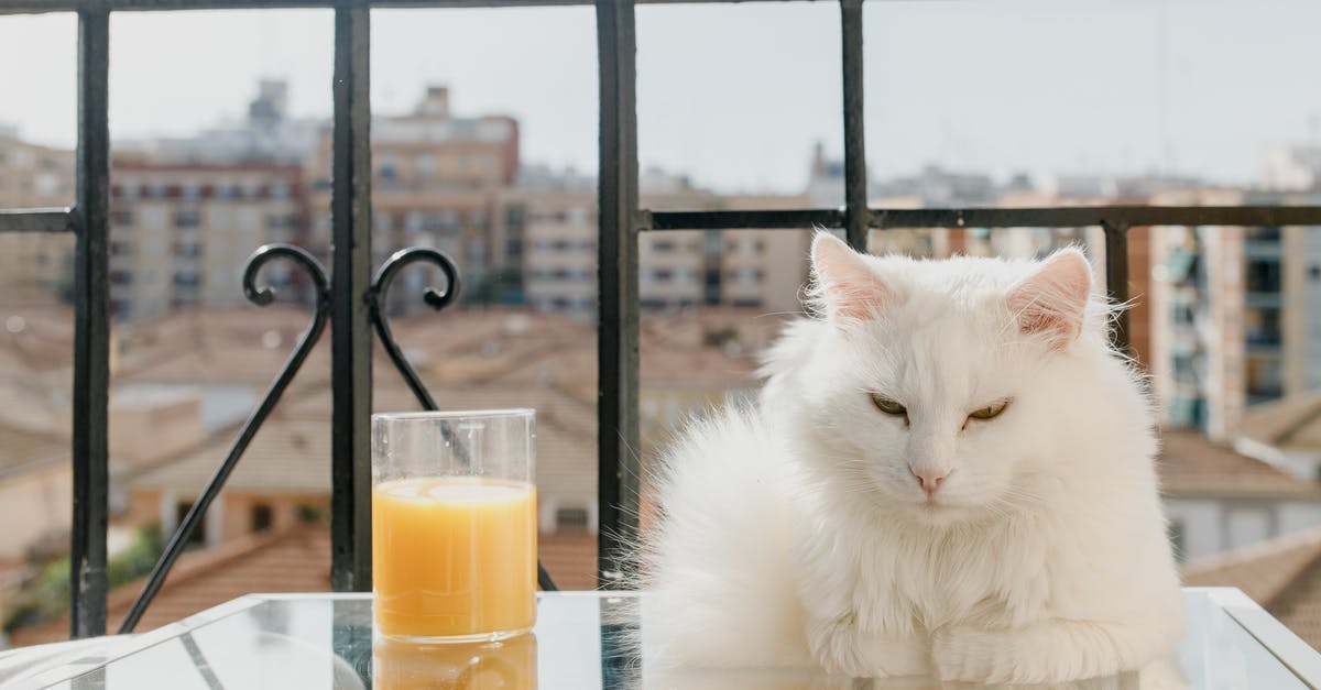 How do I keep Clam juice - A White Cat on the Glass Table