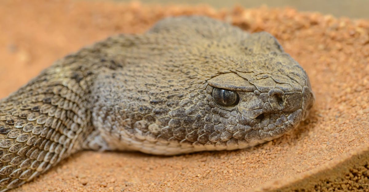 How do I open a brand-new (plug-top) oval canister? - From above side view of poisonous snake with open eyes and oval shaped pupils resting on shabby surface in zoological garden