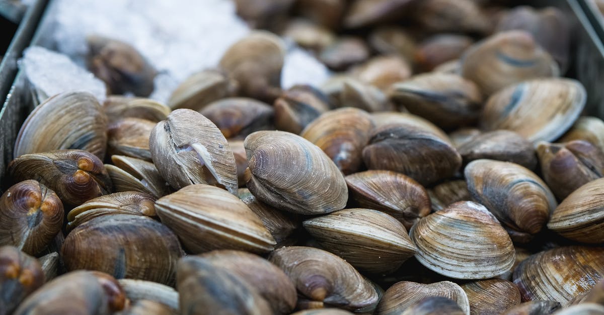 How do I prepare fresh clams for clam chowder? - Close-up of Fresh Clams