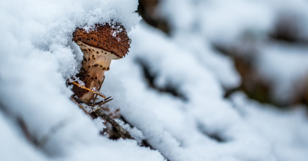 How do I preserve my mushroom stuffing for freezing? - Mushroom Covered by Snoe