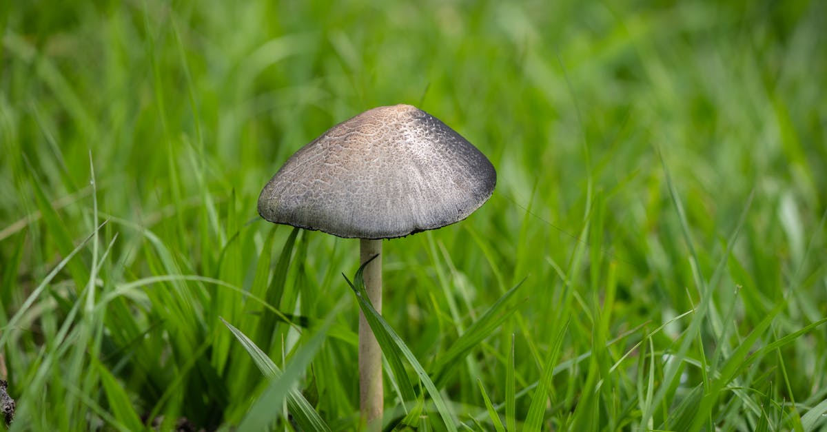 How do I preserve my mushroom stuffing for freezing? - Brown Mushroom in Green Grass Field