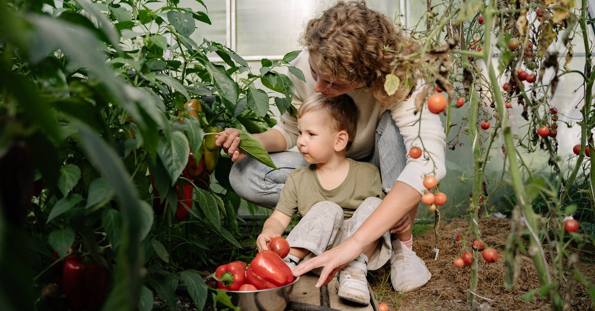 How do I preserve picking pepper to last a year - A Woman Harvesting Red Peppers and Tomatoes at the Garden
