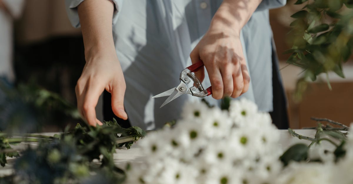 How do I properly cut leafy herbs like basil? - Person in White Dress Shirt Holding Silver and Red Scissors