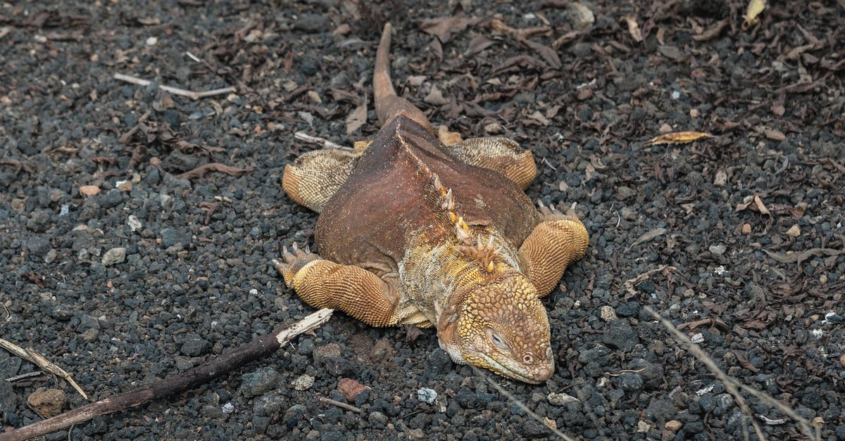 How do I scale serrano chile? - A Galapagos Land Iguana on Rocky Surface