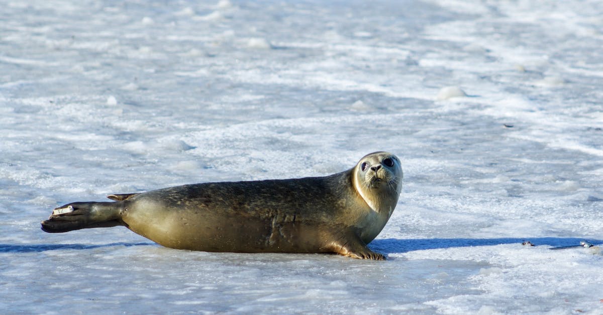 How do I seal ice cream containers? - Photo of Gray Seal on Ice