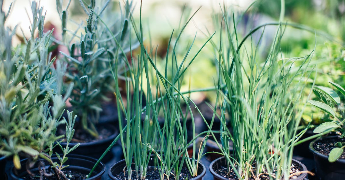 How do you clean and season a cast iron pot? [duplicate] - Green grass growing in pots in summer